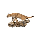 Cougar Taxidermy Mount - 2 of 6