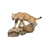 Cougar Taxidermy Mount - 1 of 6