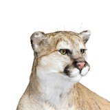 Cougar Taxidermy Mount - 5 of 6
