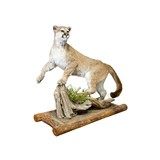 Cougar Taxidermy Mount - 3 of 6