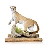 Cougar Taxidermy Mount - 1 of 6