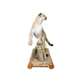 Cougar Taxidermy Mount - 4 of 6