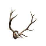 6 x 6 Elk Rack - 3 of 4