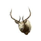 6 x 6 Elk Shoulder Mount - 2 of 5