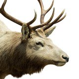 6 x 6 Elk Shoulder Mount - 4 of 5