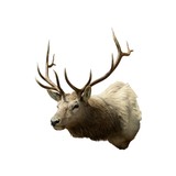 6 x 6 Elk Shoulder Mount - 1 of 5