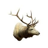 6 x 6 Elk Shoulder Mount - 3 of 5