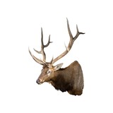 Massive 6x6 Elk Mount