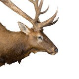 Massive 6x6 Elk Mount - 4 of 5