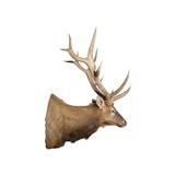 Massive 6x6 Elk Mount - 3 of 5