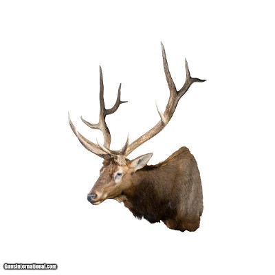 Massive 6x6 Elk Mount