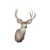 4x4 Mule Deer Buck Mount - 2 of 5