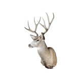 4x4 Mule Deer Buck Mount - 1 of 5
