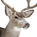 4x4 Mule Deer Buck Mount - 4 of 5