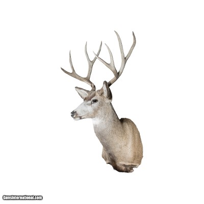 4x4 Mule Deer Buck Mount