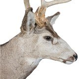 5x5 Mule Deer Buck Mount - 4 of 5