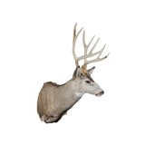 5x5 Mule Deer Buck Mount - 3 of 5