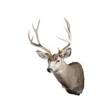 5x5 Mule Deer Buck Mount - 2 of 5