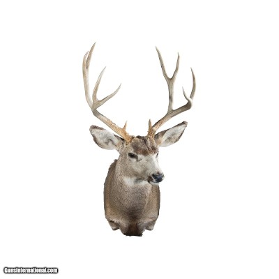 5x5 Mule Deer Buck Mount