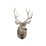 5x5 Mule Deer Buck Mount - 1 of 5