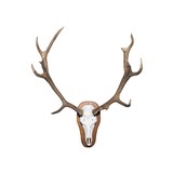 Red Stag Euro Skull Mount - 1 of 5