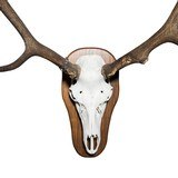 Red Stag Euro Skull Mount - 4 of 5