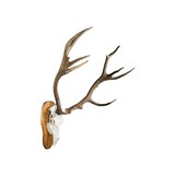 Red Stag Euro Skull Mount - 3 of 5
