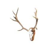 Red Stag Euro Skull Mount - 2 of 5