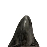 Megalodon Tooth - 4 of 5