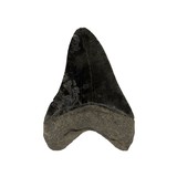 Megalodon Tooth - 2 of 5