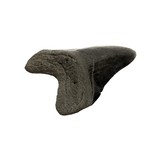 Megalodon Tooth - 3 of 5