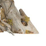 Chipmunk Driftwood Table Lamp - 4 of 5