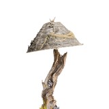 Raccoon Carved Driftwood Floor Lamp - 2 of 6