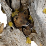 Carved Re Fox Table Lamp - 3 of 4