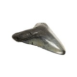 Megalodon Dinosaur Fossil Tooth - 3 of 5