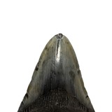 Megalodon Dinosaur Fossil Tooth - 4 of 5