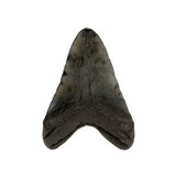 Megalodon Dinosaur Fossil Tooth - 2 of 5