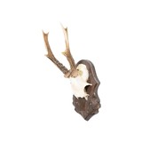 Roe Deer Antler Collection - 4 of 5
