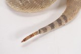 Diamondback Rattlesnake Taxidermy Mount - 4 of 5