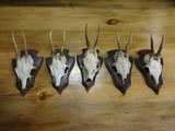 Collection of 5 Roe Deer Mounts - 1 of 2