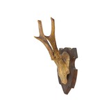 Collection of Three Roe Deer Mounts - 4 of 7
