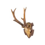 Collection of Three Roe Deer Mounts - 5 of 7