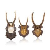 Collection of Three Roe Deer Mounts - 1 of 7