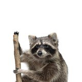 Canoeing Raccoon Taxidermy - 4 of 5