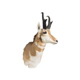 Antelope Taxidermy Shoulder Mount - 3 of 6