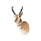 Antelope Taxidermy Shoulder Mount - 2 of 6