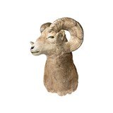 Bighorn Sheep Shoulder Taxidermy Mount (Replica Horns) - 2 of 5