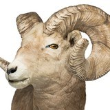 Bighorn Sheep Shoulder Taxidermy Mount (Replica Horns) - 4 of 5