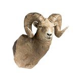 Bighorn Sheep Shoulder Taxidermy Mount (Replica Horns) - 3 of 5