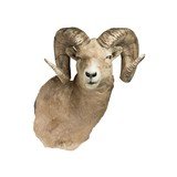 Bighorn Sheep Shoulder Taxidermy Mount (Replica Horns)